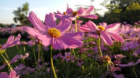 Beautiful cosmos flowers blooming in garden early in morning.の写真素材