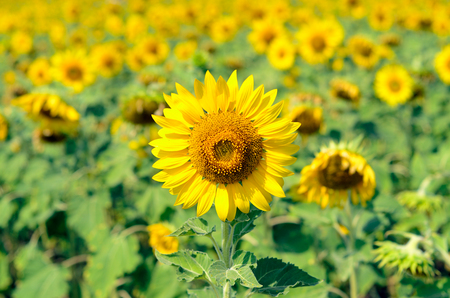 Beautiful sunflower fields at Khao Jean Lae, Lopburi, Thailandの写真素材