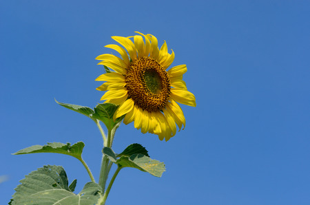 Sunflower with blue sky at sunflower field, Khao Jean Lae, Lopburi, Thailandの写真素材