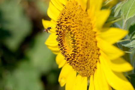 Sunflowers and flying bee at sunflower field, Khao Jean Lae, Lopburi, Thailand.の写真素材