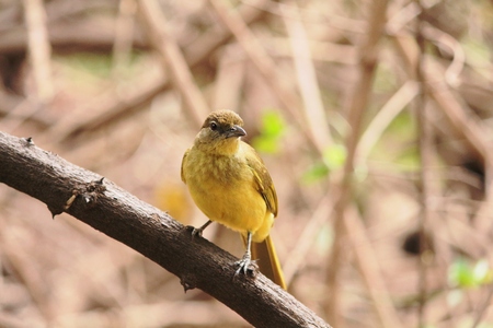 Yellow-bellied greenbulの写真素材