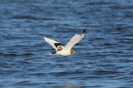 White-crowned lapwing flying over the riverの写真素材