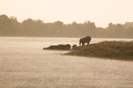 Elephant river crossingの写真素材