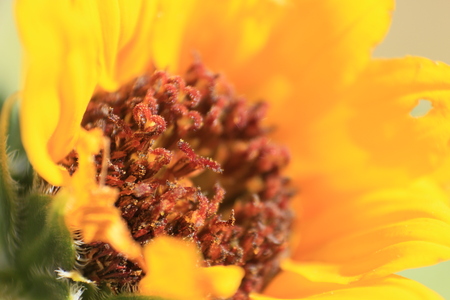 Sunflower in bloomの写真素材