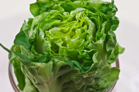 A stalk with top cut off on a white background.の写真素材