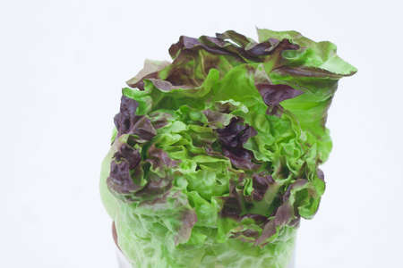 A stalk with top cut off on a white background.の写真素材