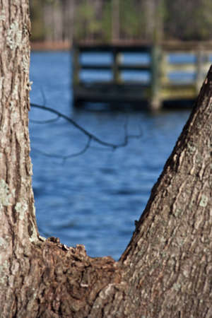 A split in a tree with the pier and lake in the background.の写真素材