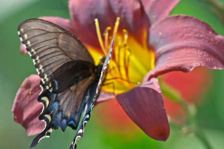 A swallow tail butterfly takes time to eat from a multicolored day Lilly,の写真素材