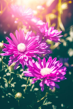 Beautiful pink chrysanthemum flowers in the garden, retro tonedの素材