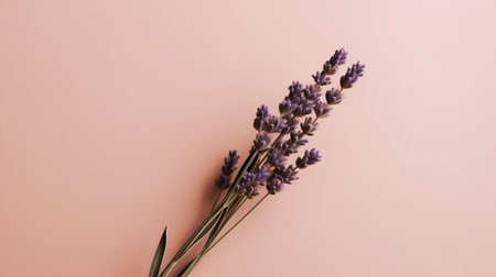 Lavender flowers on a pink background. Flat lay, top viewの素材