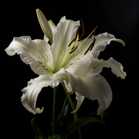 Beautiful white lily on a black background. Studio photography.の素材