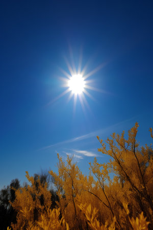 autumn landscape with bright sun on the blue sky and yellow treesの素材