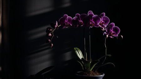 Purple orchids on a dark background with a window.の素材