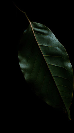 Green leaf isolated on black background with clipping path. Close up.の素材