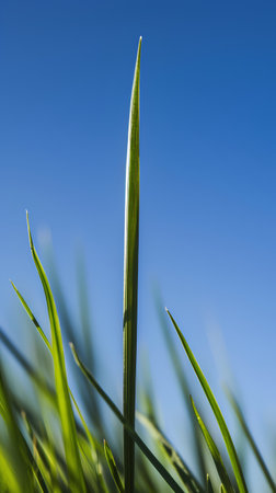 green grass on blue sky background, shallow depth of field, macroの素材
