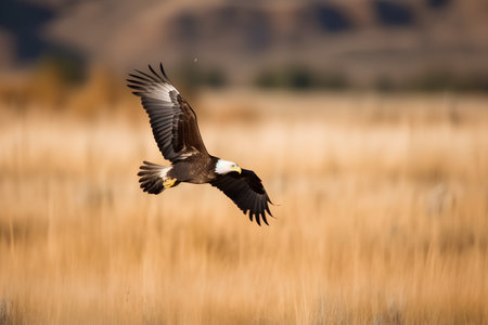 Adult Bald Eagle (Haliaeetus leucocephalus) in flightの素材