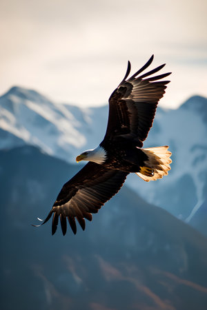 A Bald Eagle flies over the mountains of Alaska in the USA.の素材