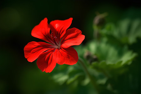 Red geranium flower on green background. Shallow depth of field.の素材