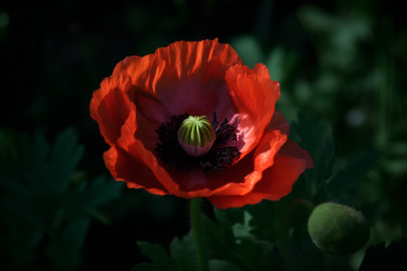 Beautiful red poppy flower in the garden on a dark background.の素材