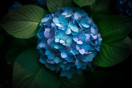 Blue hydrangea flower on a dark background with green leavesの素材