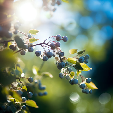 Blue berries on a branch in the garden. Bokeh backgroundの素材