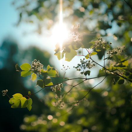 Green leaves and flowers in the rays of the sun. Spring backgroundの素材