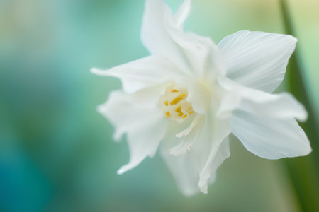 White narcissus flower on green background. Shallow depth of field.の素材