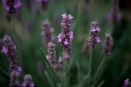 Lavender flowers in the garden, close-up, selective focusの素材