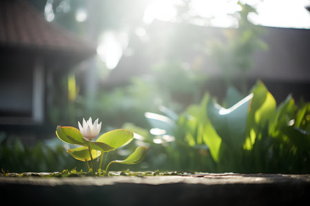 Beautiful white lotus flower growing in the garden with sunlight.の素材