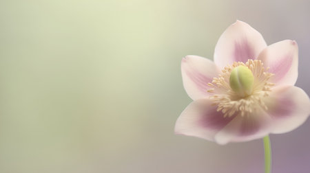 Pink anemone flower on a blurred background. Copy space.の素材