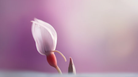 Flower of crocus on a background of pink and purple.の素材