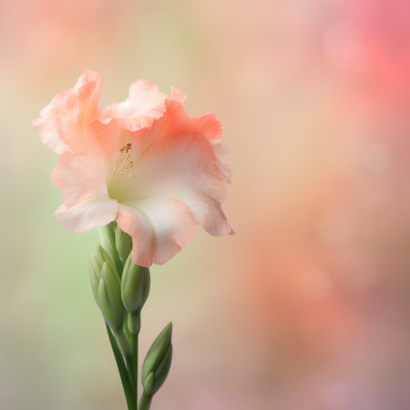 Beautiful gladiolus flower on bokeh background, close upの素材