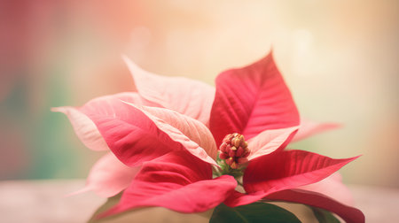 Red poinsettia flower on blurred background with bokeh effectの素材