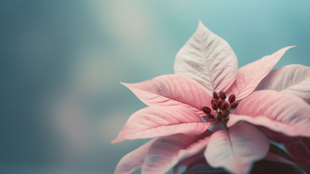 Pink poinsettia flower with vintage filter effect retro vintage styleの素材