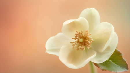 Close up of a white hellebore flower on orange backgroundの素材