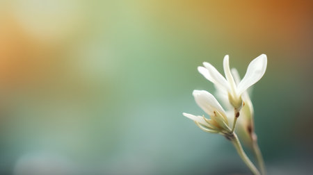 Beautiful white flower with blurred background and copy space for text.の素材
