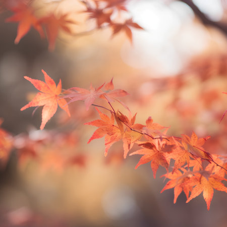 Autumn maple leaves with bokeh background,vintage filterの素材