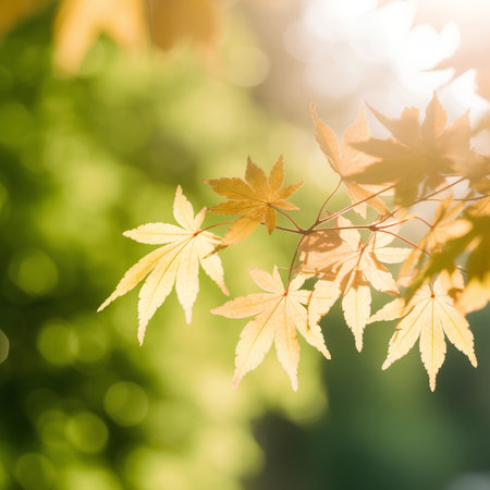 Autumnal maple leaves on green bokeh background in sunny dayの素材