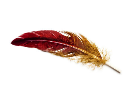 Feather of a bird on a white background. Studio photography.の素材