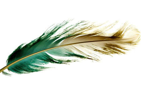Beautiful color feather isolated on white background, closeup of photoの素材