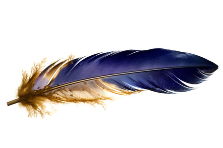 blue feather isolated on white background closeup. 3d render illustrationの素材