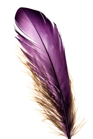Beautiful color feather isolated on white background . Close up.の素材