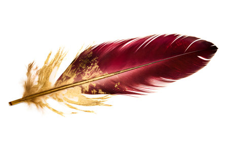 feather of a bird on a white background isolated close-upの素材