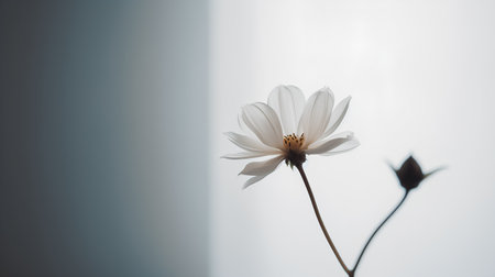 White cosmos flower on white background, soft focus, vintage tone.の素材