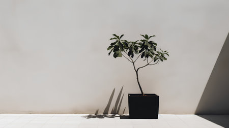 Ficus tree in black pot on white wall background. Minimal style.の素材