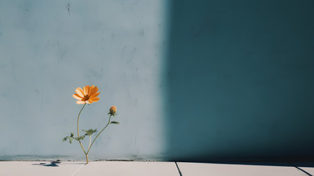Orange daisy flower on a blue wall background. Minimal conceptの素材