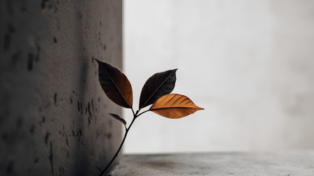 Leaf on concrete wall with copy space. Minimal concept.の素材