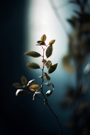 Leaves in the sunlight on a dark background. Shallow depth of field.の素材