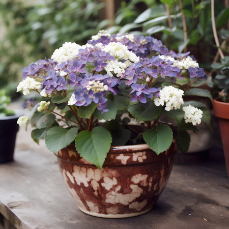 Beautiful hydrangea flowers in a pot on a wooden tableの素材