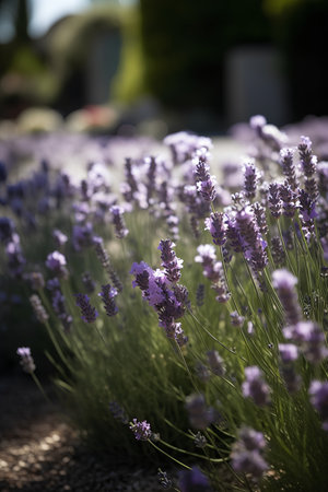 Lavender flowers in the garden at sunset, selective focus.の素材